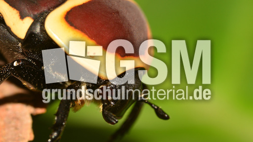 Kongo-Rosenkäfer (7).jpg